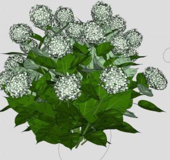 白色绣球花sketchup模型下载_sketchup草图大师SKP模型