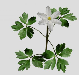 栎木银莲花SU模型下载_sketchup草图大师SKP模型