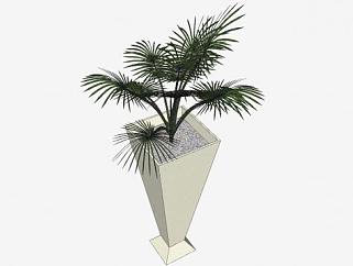高<em>花盆</em>棕榈植物SU模型下载_sketchup草图大师SKP模型