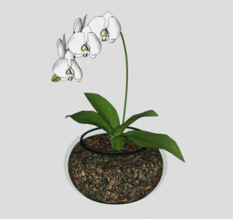 白蝴蝶兰盆栽SU模型下载_sketchup草图大师SKP模型