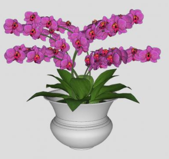 粉色蝴蝶兰盆栽SU模型下载_sketchup草图大师SKP模型