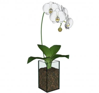 白花蝴蝶兰盆栽SU模型下载_sketchup草图大师SKP模型