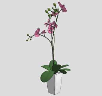 蝴蝶兰盆栽摆件SU模型下载_sketchup草图大师SKP模型