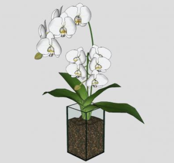蝴蝶兰盆栽装饰SU模型下载_sketchup草图大师SKP模型