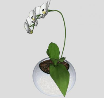 圆花盆蝴蝶兰SU模型下载_sketchup草图大师SKP模型