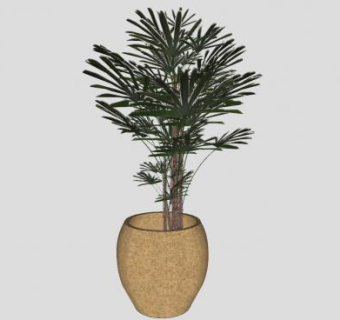 观赏树陶罐盆栽SU模型下载_sketchup草图大师SKP模型