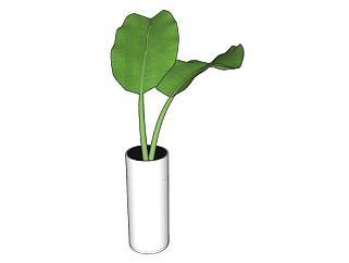 直筒花瓶植物SU模型下载_sketchup草图大师SKP模型