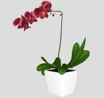 红色蝴蝶兰盆栽植物SU模型下载_sketchup草图大师SKP模型