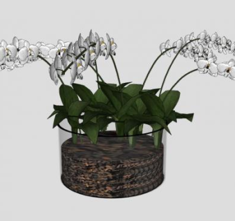 白色蝴蝶兰花盆SU模型下载_sketchup草图大师SKP模型