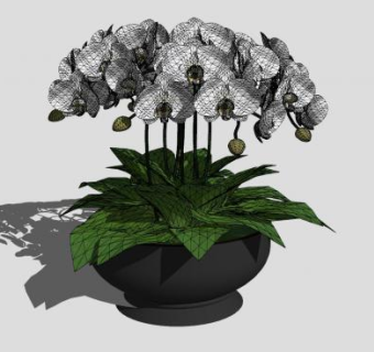 白蝴蝶兰花钵盆栽SU模型下载_sketchup草图大师SKP模型