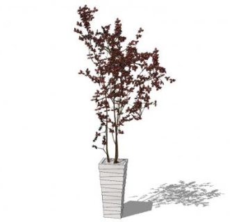 室内观赏树盆栽sketchup模型下载_sketchup草图大师SKP模型