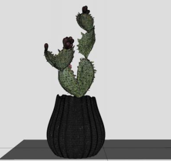 仙人掌盆栽sketchup模型下载_sketchup草图大师SKP模型