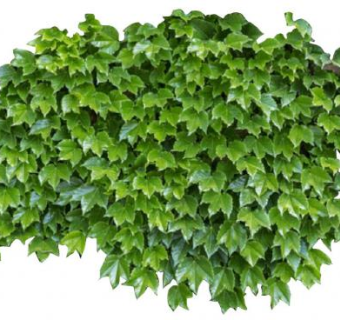 爬墙虎su模型下载_sketchup草图大师SKP模型