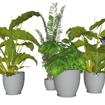 植物3dsu模型下载_sketchup草图大师SKP模型