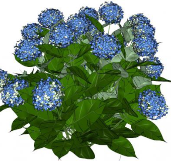 八仙花su模型下载_sketchup草图大师SKP模型