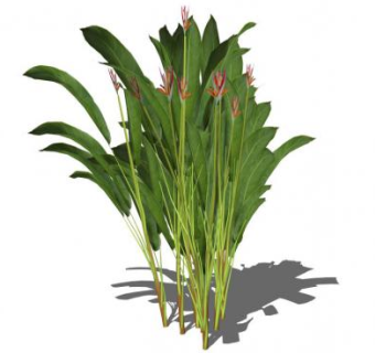 美人蕉su模型下载_sketchup草图大师SKP模型