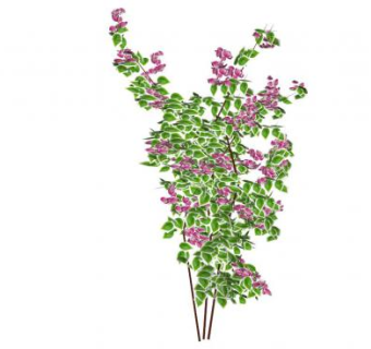 叶子花su模型下载_sketchup草图大师SKP模型
