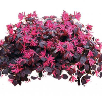 红继木球su模型下载_sketchup草图大师SKP模型