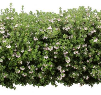 花篱笆su模型下载_sketchup草图大师SKP模型