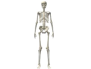 人 体骨骼su模型下载_sketchup草图大师SKP模型