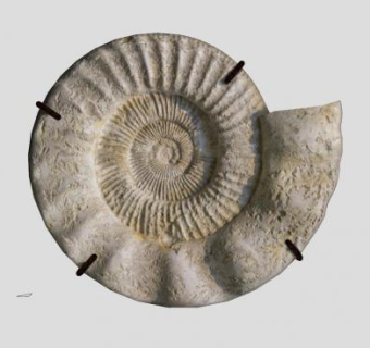 蜗牛壳装饰品摆件SU模型下载_sketchup草图大师SKP模型