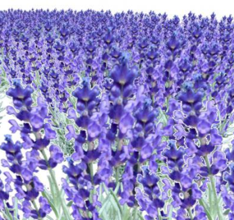 花海的su模型下载_sketchup草图大师SKP模型