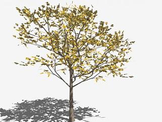 黄色的树su模型下载_sketchup草图大师SKP模型
