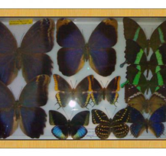 标本su模型下载_sketchup草图大师SKP模型