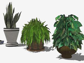 室内植物盆景系列SU模型下载_sketchup草图大师SKP模型