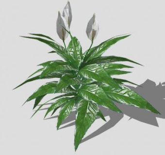 白鹤芋SU模型下载_sketchup草图大师SKP模型