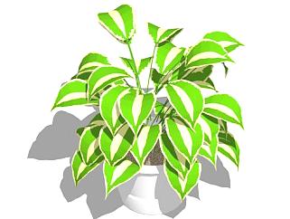 立式植物SU模型下载_sketchup草图大师SKP模型