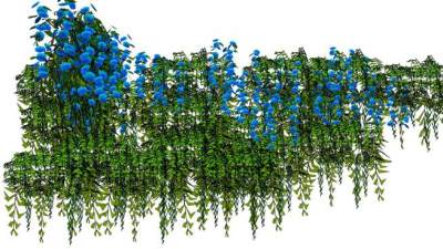 紫藤花su模型下载_sketchup草图大师SKP模型