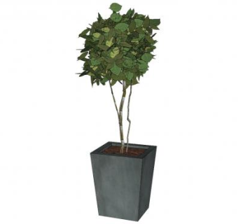 绿色山毛榉盆栽SU模型下载_sketchup草图大师SKP模型