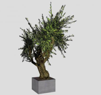 橄榄树盆栽SU模型下载_sketchup草图大师SKP模型