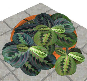 观赏室内植物SU模型下载_sketchup草图大师SKP模型