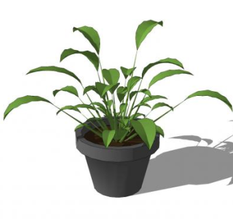 观赏叶盆栽SU模型下载_sketchup草图大师SKP模型