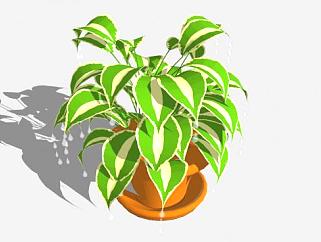 大型盆栽植物SU模型下载_sketchup草图大师SKP模型