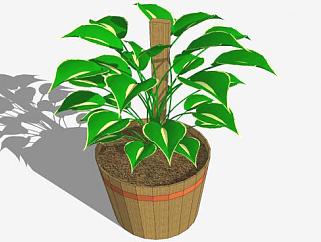 <em>木盆</em>栽植物sketchup模型下载_sketchup草图大师SKP模型