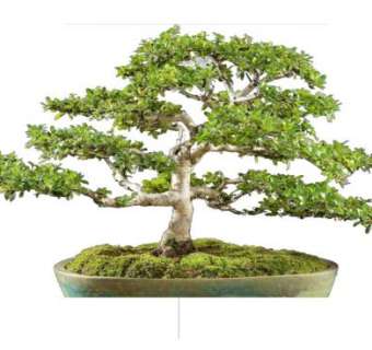 盆景黑橄榄树SU模型下载_sketchup草图大师SKP模型