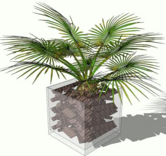 现代棕榈盆景SU模型下载_sketchup草图大师SKP模型