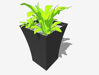 <em>蕨类植物</em>黑色盆栽SU模型下载_sketchup草图大师SKP模型