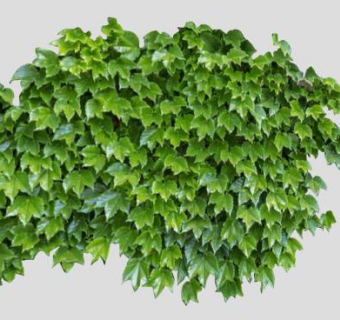 爬藤虎su模型下载_sketchup草图大师SKP模型