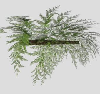 蕨类长方形盆栽SU模型下载_sketchup草图大师SKP模型