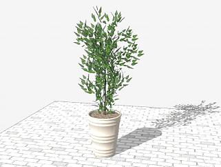 观赏树盆栽植物SU模型下载_sketchup草图大师SKP模型