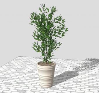 观赏树盆栽植物SU模型下载_sketchup草图大师SKP模型