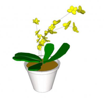 金蝶兰盆栽SU模型下载_sketchup草图大师SKP模型