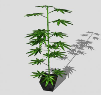 大麻植物盆栽SU模型下载_sketchup草图大师SKP模型