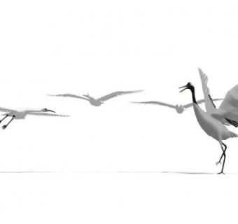 飞禽动物SU模型下载_sketchup草图大师SKP模型