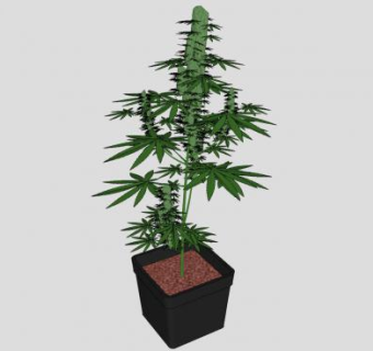 黑盆栽观赏植物SU模型下载_sketchup草图大师SKP模型