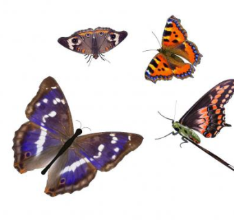 现代蝴蝶SU模型下载_sketchup草图大师SKP模型